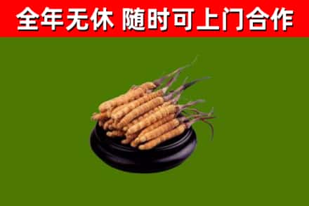 许昌市回收冬虫夏草